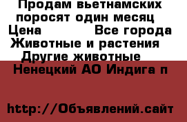 Продам вьетнамских поросят,один месяц › Цена ­ 3 000 - Все города Животные и растения » Другие животные   . Ненецкий АО,Индига п.